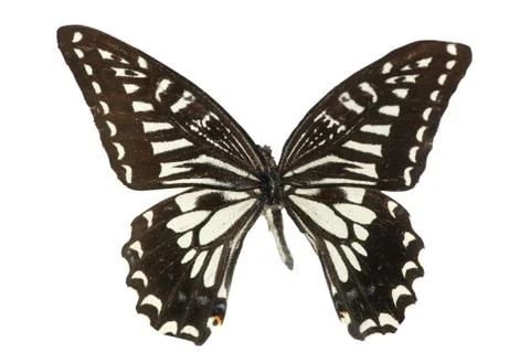 Butterfly isolated Foto stock