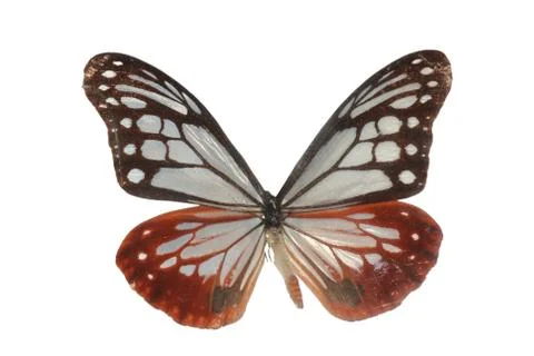 Butterfly isolated Foto stock