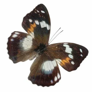 Butterfly isolated Stock Photos