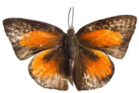 Butterfly isolated 스톡 사진