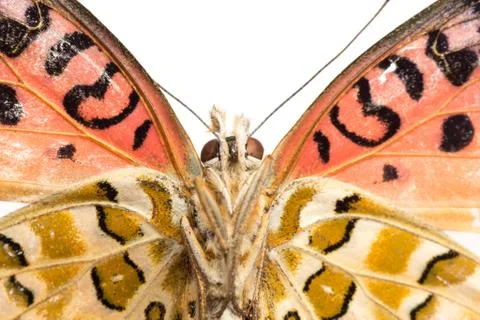 Butterfly isolated Stock Photos