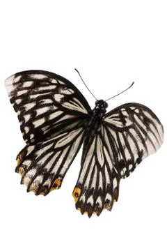 Butterfly isolated Stock-Fotos