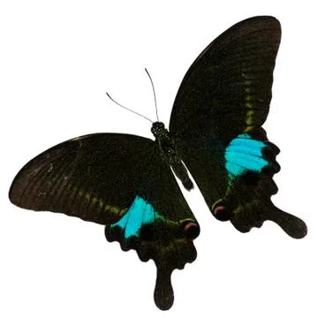 Butterfly isolated Stock Photos