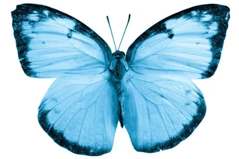 Butterfly isolated Foto stock