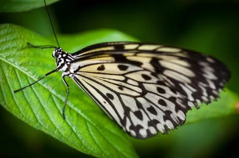 Butterfly Isolated 库存照片