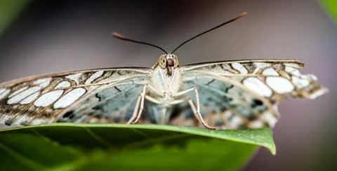 Butterfly Isolated Foto stock