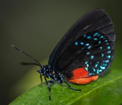 Butterfly Isolated Foto stock