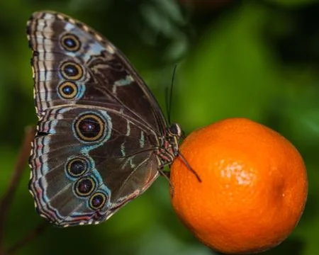 Butterfly Isolated Foto stock
