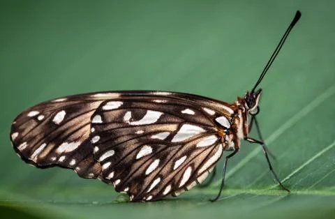 Butterfly Isolated 库存照片