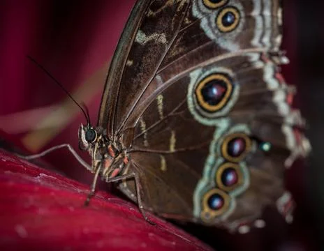 Butterfly Isolated Foto stock