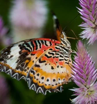 Butterfly Isolated 库存照片
