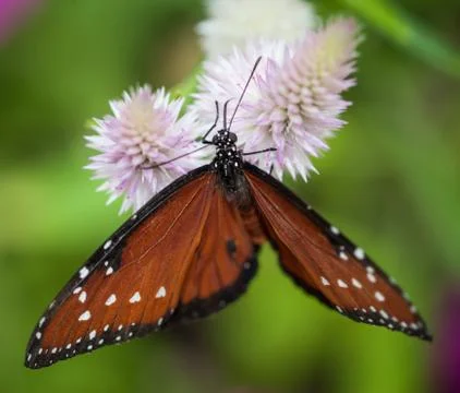 Butterfly Isolated Foto stock