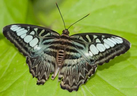 Butterfly Isolated 库存照片