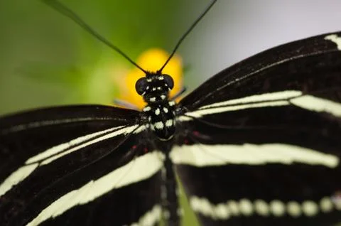 Butterfly Isolated Foto stock