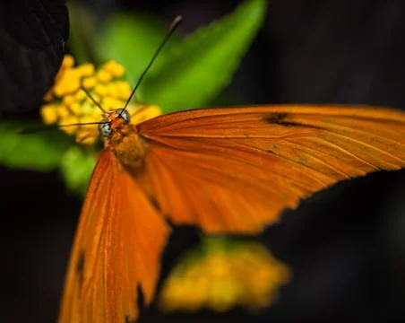Butterfly Isolated 库存照片
