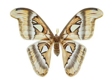 Butterfly isolated Stock Photos