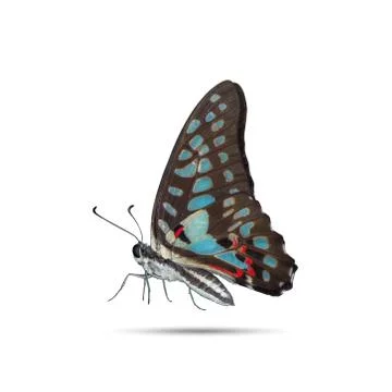 Butterfly isolated Stock Photos