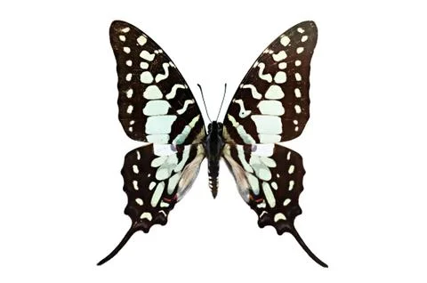 Butterfly isolated on white background Stock Photos