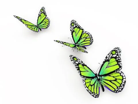 Butterfly isolated on white Illustrazione stock