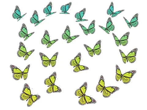 Butterfly isolated on white Stock Illustration