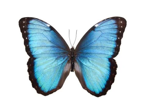 Butterfly isolated on white Stock Photos