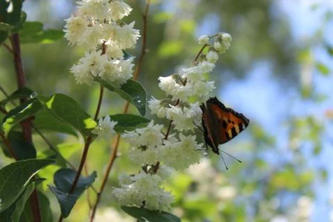 Butterfly in the jasmine Stock Photos