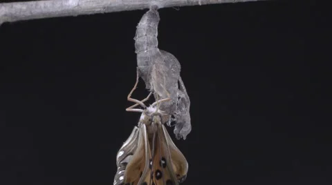 Butterfly joining the two halves of its tongue (proboscis) together Stock Footage 68175223