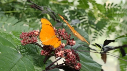 Butterfly julia Heliconian Stock Footage 94034849