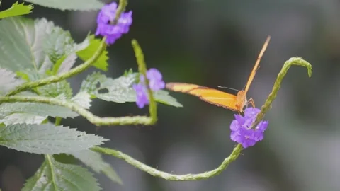 Butterfly, julia Heliconian Stock Footage 244341703