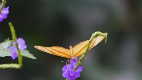 A butterfly julia Heliconian Stock Footage 244552898