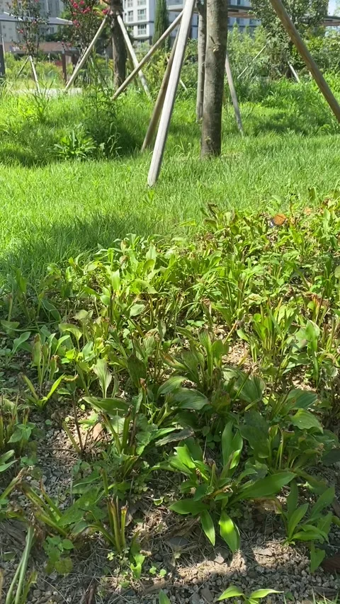 Butterfly in Korean apartment complex; Vertical Stock Footage 317433139