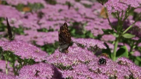 Butterfly landing Stock Footage 21878868