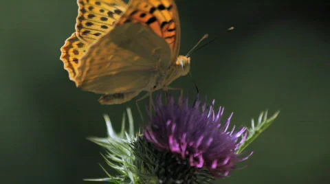 A Butterfly Landing On Thistle Stock Footage