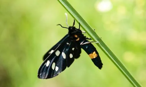 Butterfly lands on a leaf Stock Photos