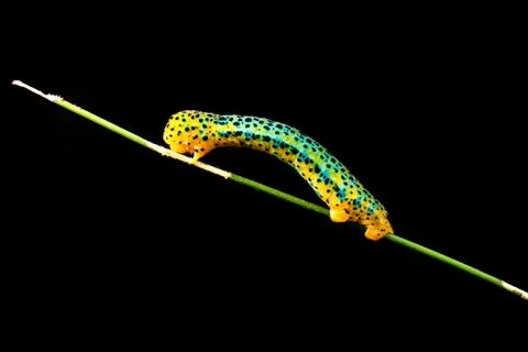 Butterfly larva Stock Photos
