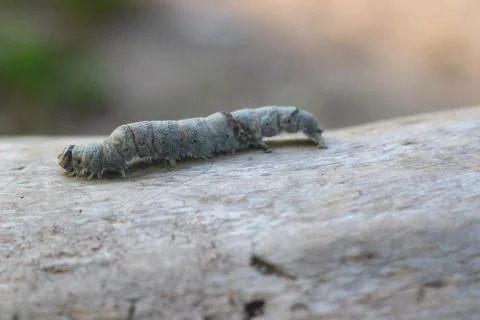 Butterfly larva Stock Photos