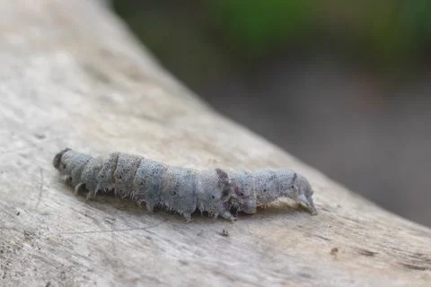 Butterfly larva Stockfoto's