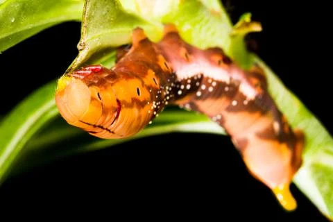 Butterfly larva on tree Stock Photos