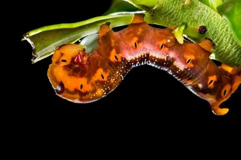Butterfly larva on tree Stock Photos