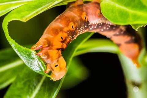 Butterfly larva on tree Stock Photos