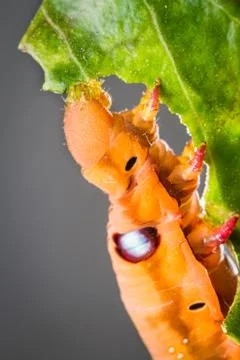 Butterfly larva on tree Stock Photos