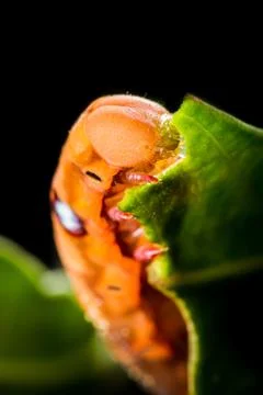 Butterfly larva on tree Stock Photos