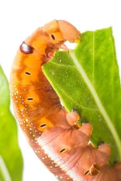 Butterfly larva on tree Stock Photos
