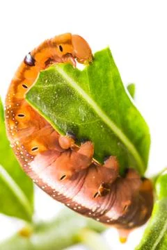 Butterfly larva on tree Stock Photos