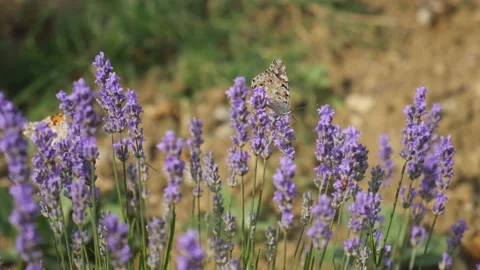 Butterfly on lavender close-up. Video stock 239232040