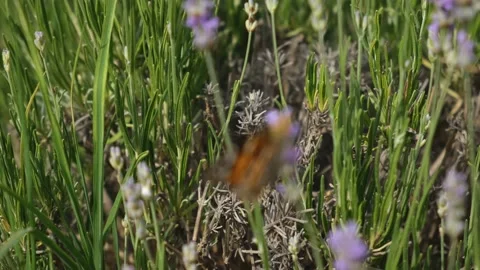 Butterfly on lavender close-up Stock Footage 239232055