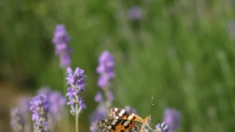 Butterfly on lavender close-up Stock Footage 239232074