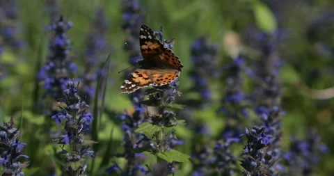 Butterfly on lavender field Stock Footage 108435009