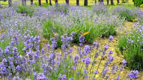 Butterfly on a lavender field Stock Footage 134921829