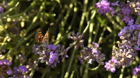 Butterfly in Lavender Stock Footage 7907197